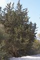 Cupressus sempervirens var horizontalis Cyprys wieczniezielony odmiana horyzontalna